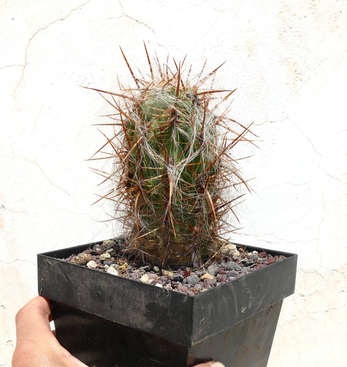 Oreocereus celsianus var. boliviensis L16 14CM HIGH