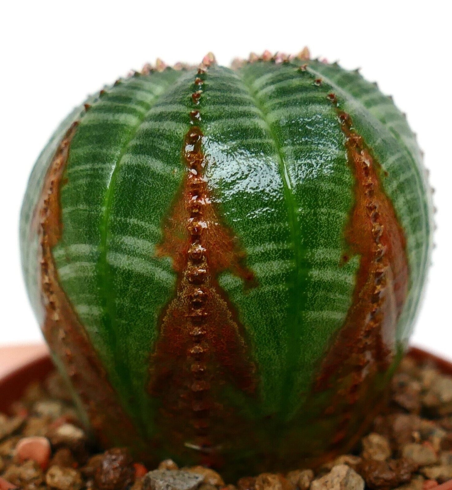 Euporbia obesa ARROW MONSTER TLZ1