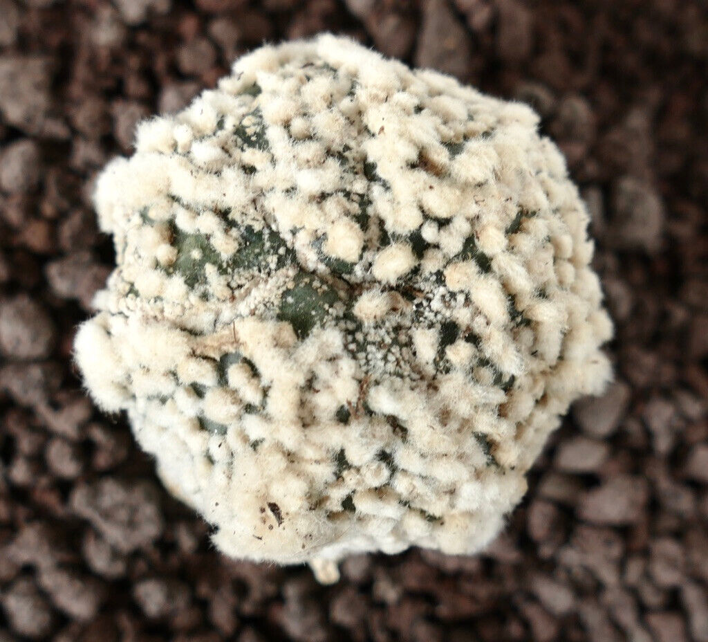 Astrophytum asterias cv HANAZONO SUPER STAR SHAPE 115