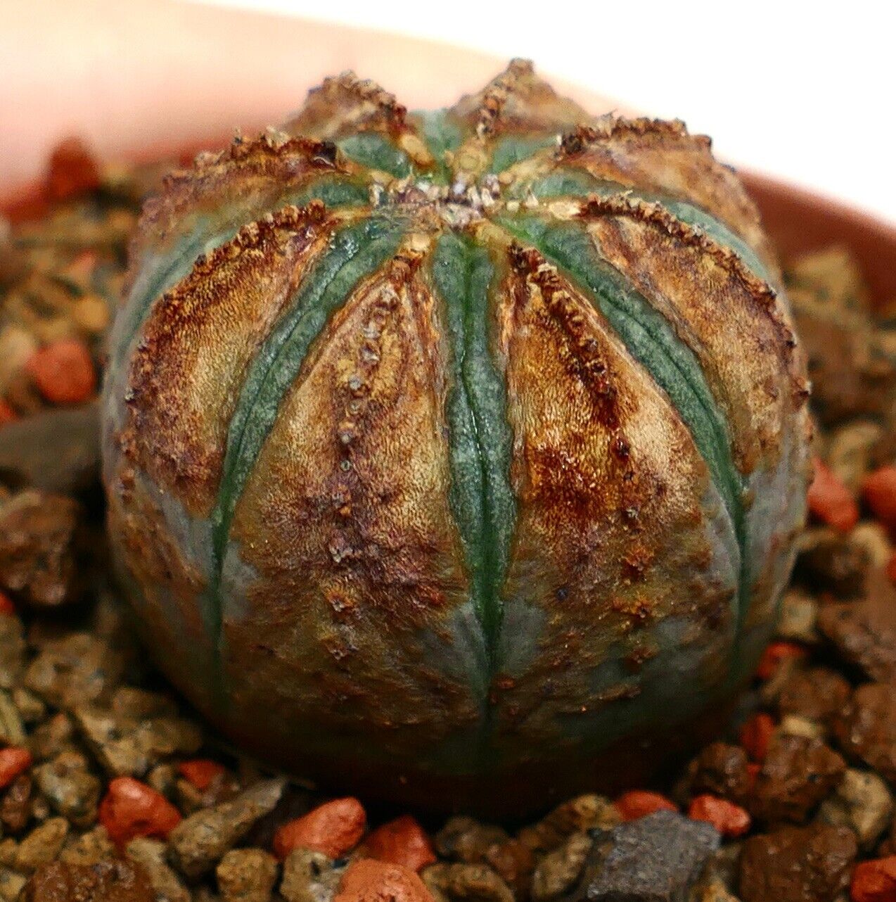 Euphorbia obesa BROWN ARROWS K5