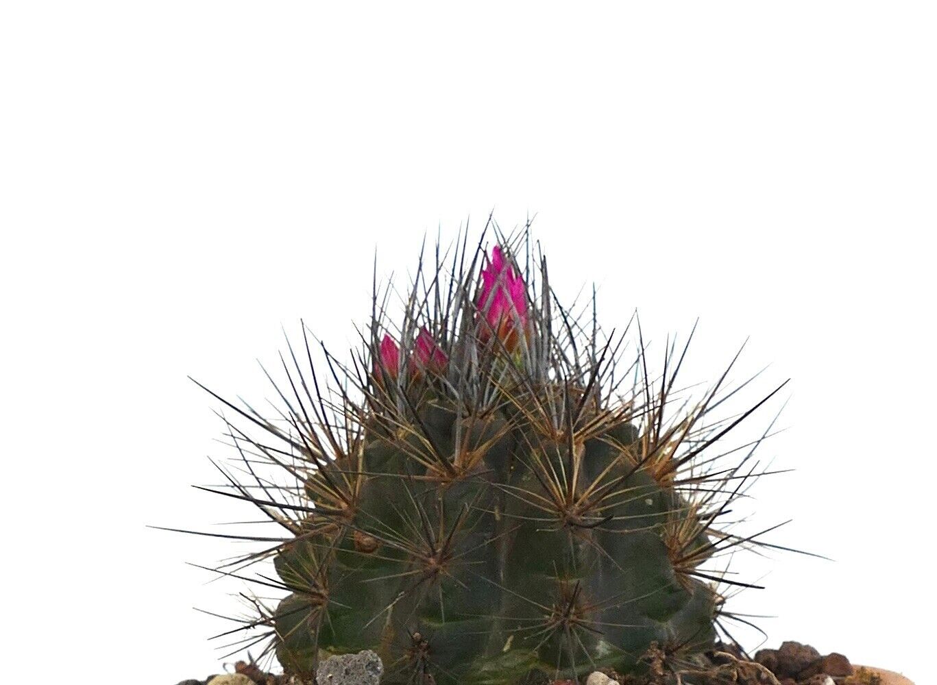 Eriosyce taltalensis var. transiens (North of Caldera, CHILE) 73