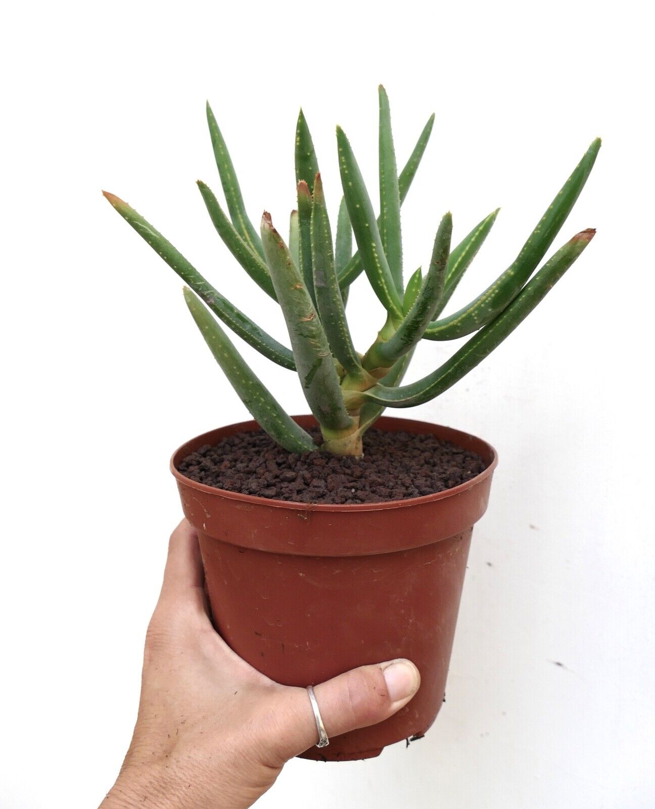 Aloidendron dichotomum (syn. Aloe dichotoma) BF5