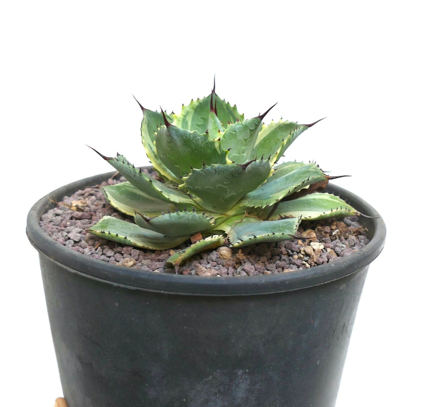 Agave isthmensis cv DELAWARE variegated ex NCS U.S.A. AU72