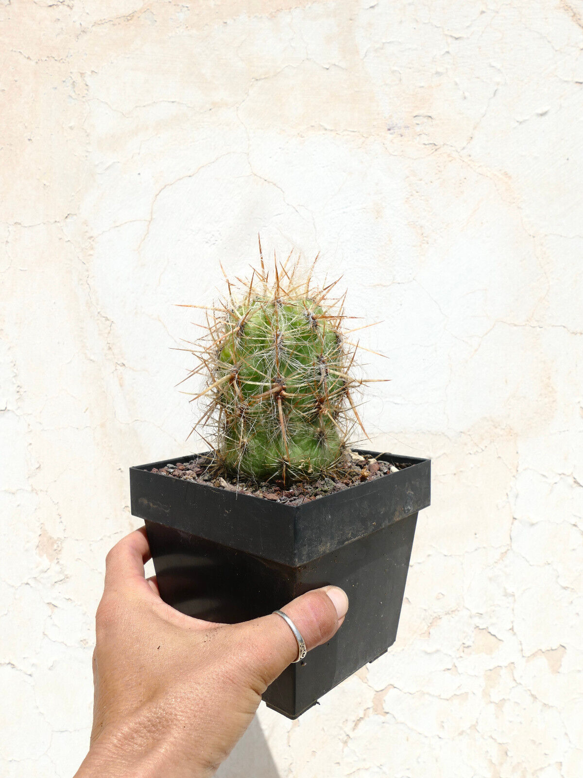 Oreocereus celsianus var. boliviensis V8 12cm HIGH