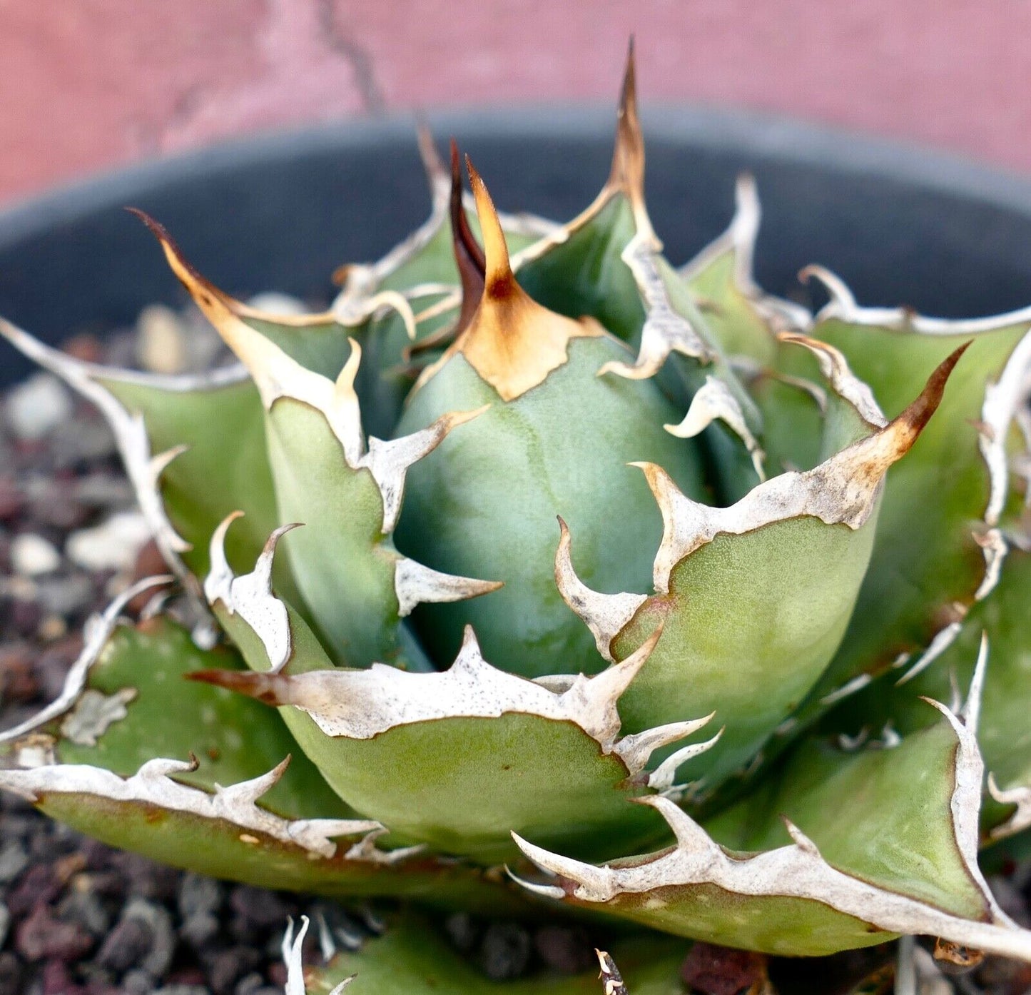 Agave titanota C81A