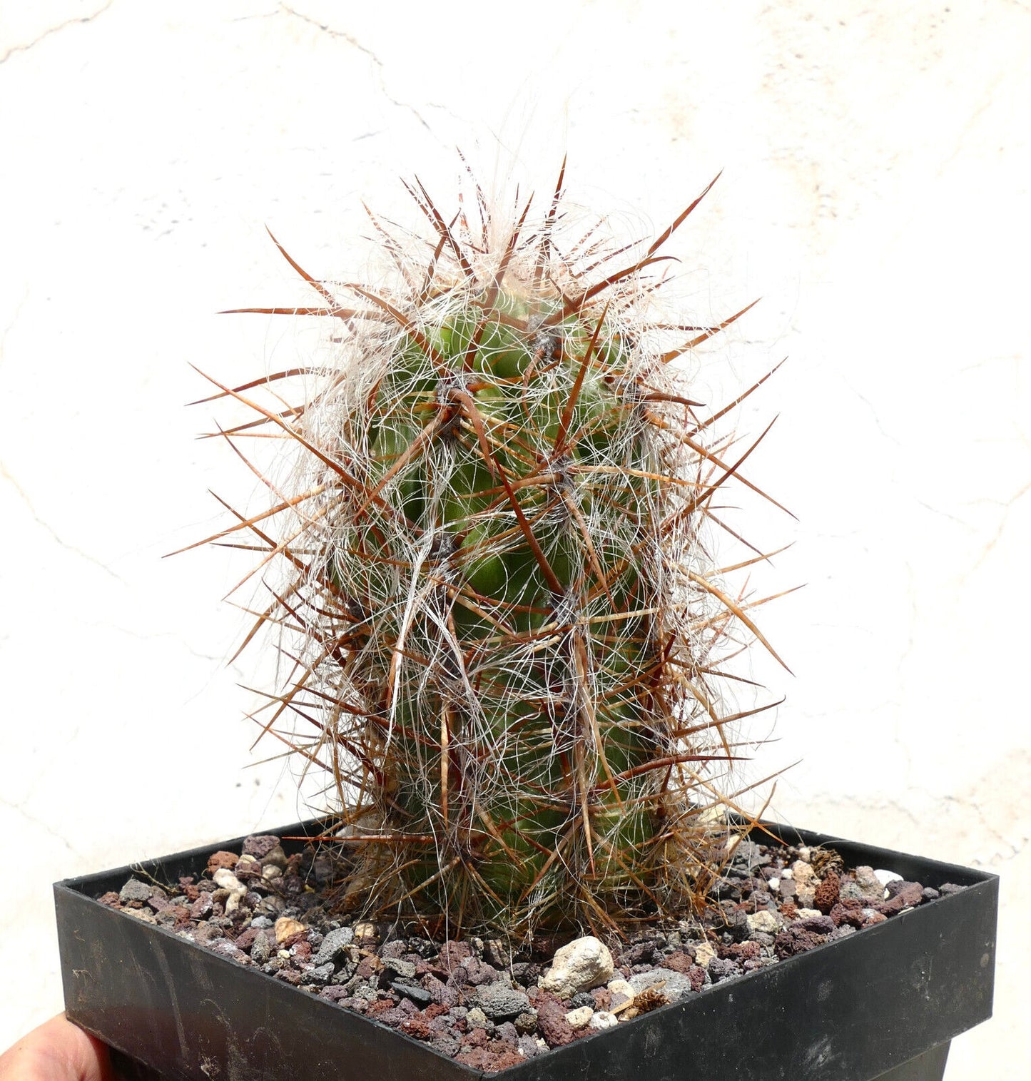 Oreocereus celsianus var. boliviensis L16 14CM HIGH