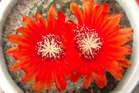 Parodia sanguiniflora FG16 SEEDS