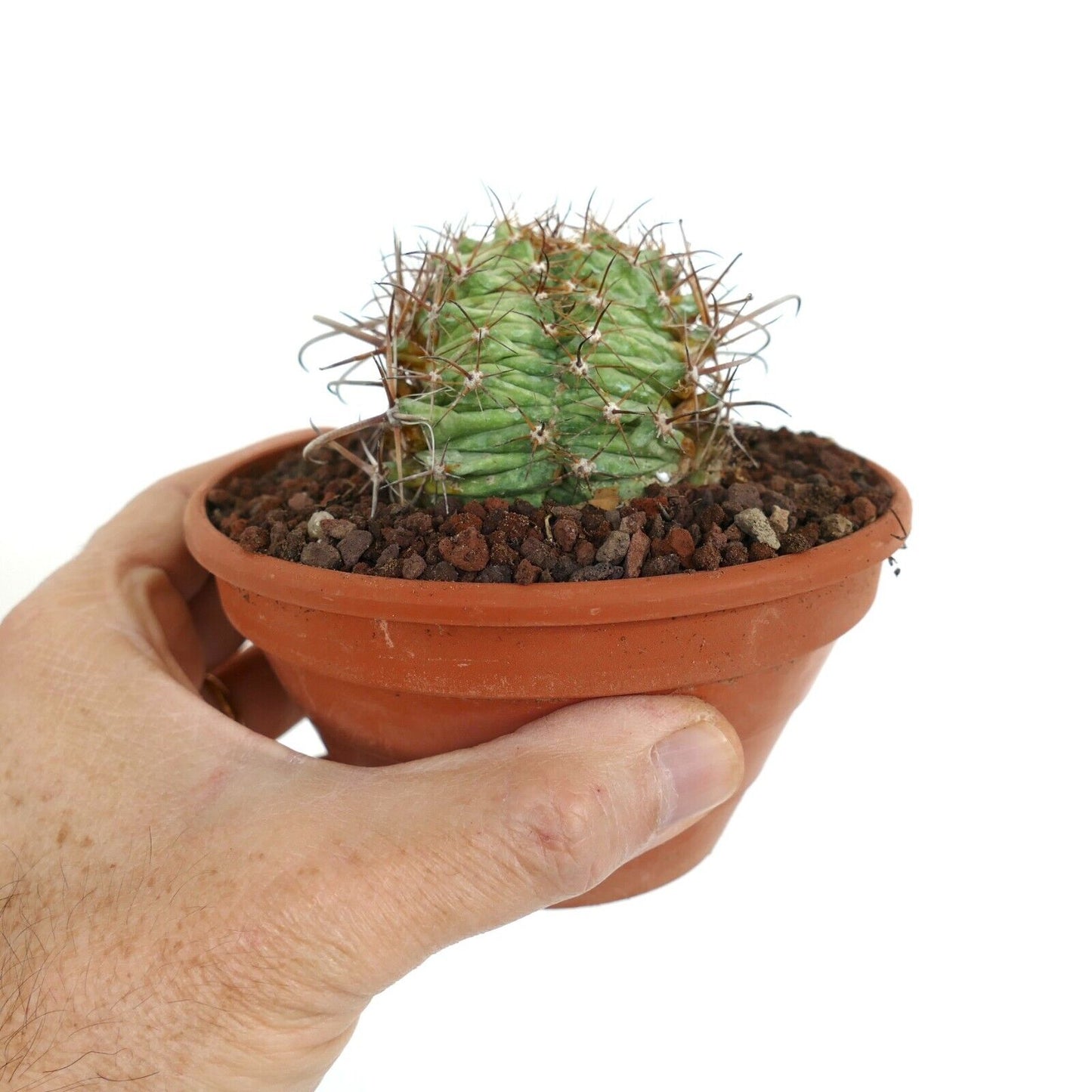 Ferocactus horridus CRESTED