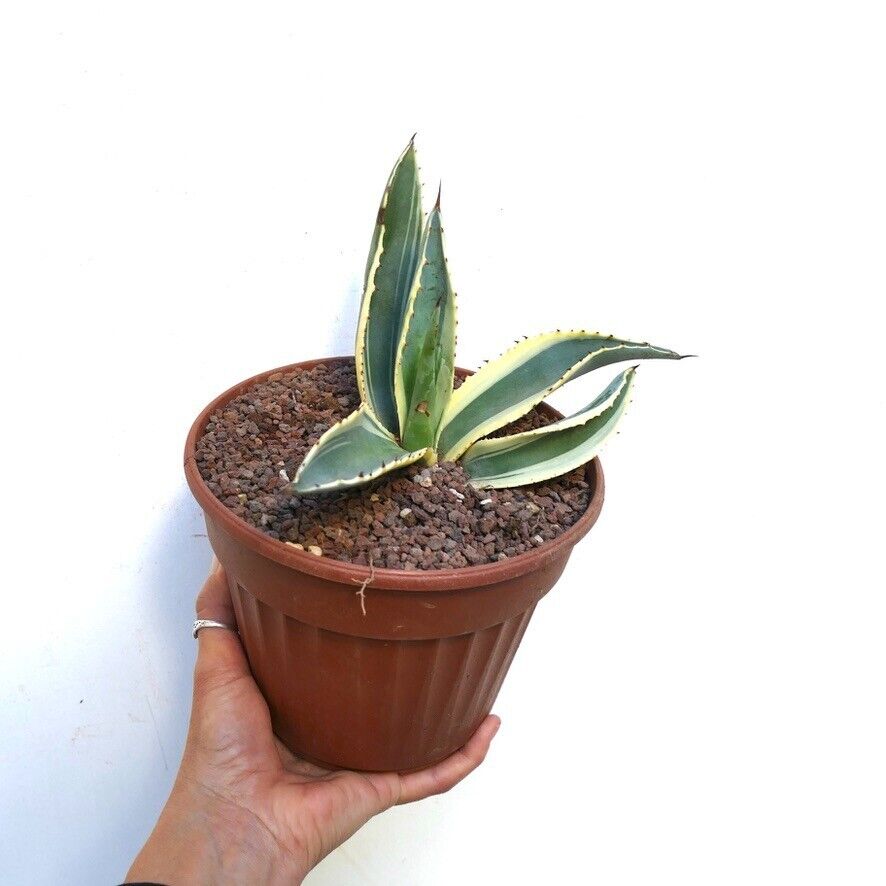 Agave americana marginata VARIEGATED M1K