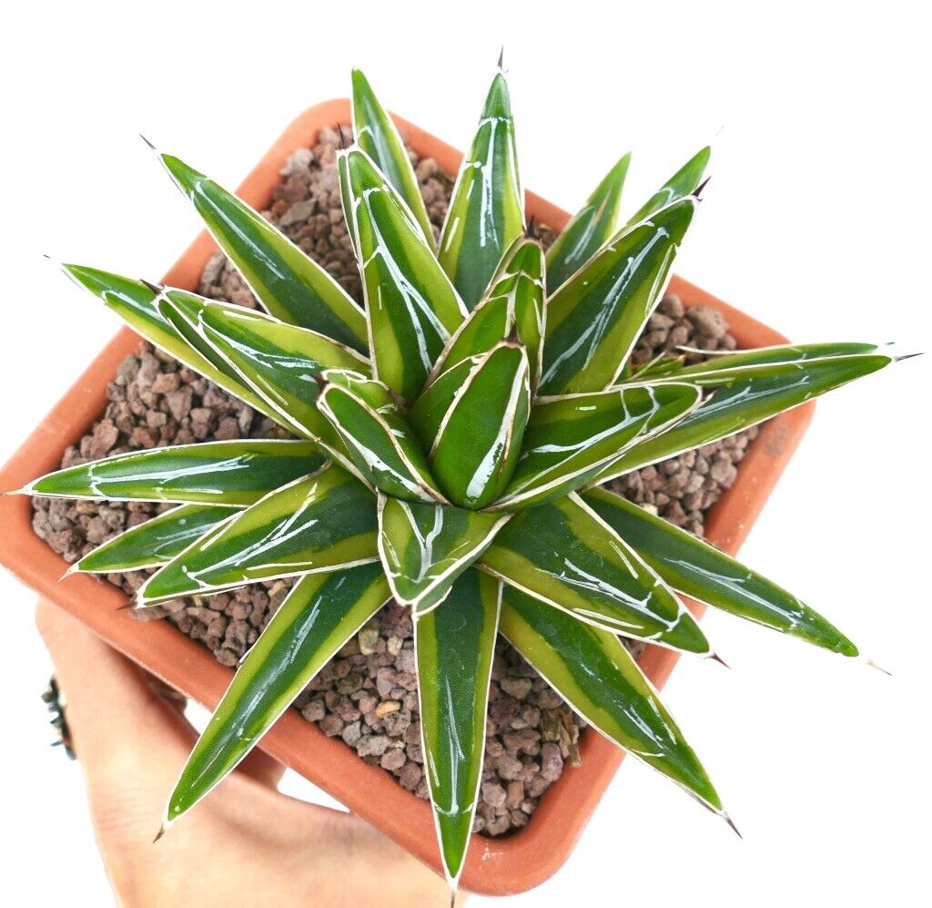 Agave victoriae-reginae cv 'Sasanoyuki Shimafukurin' VARIEGATA A2