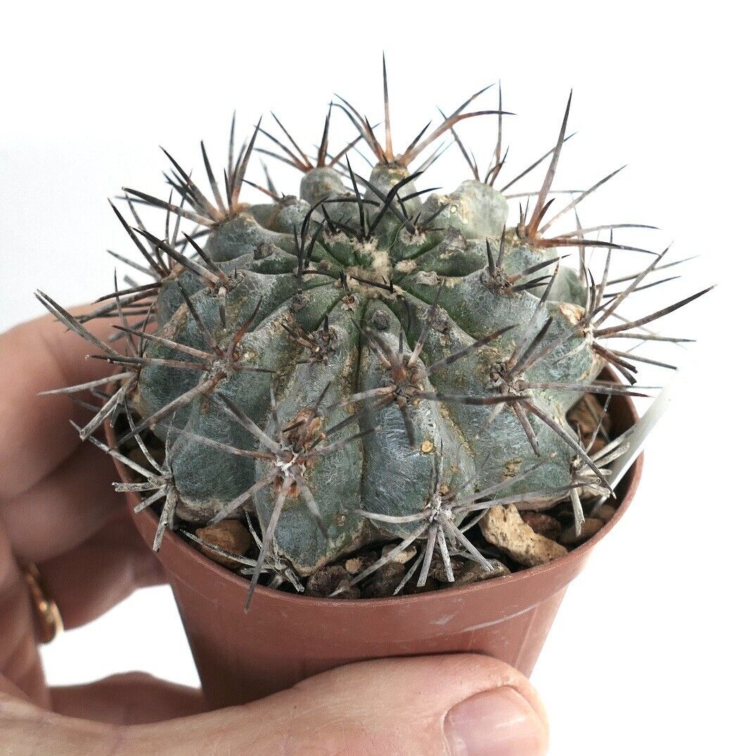 Copiapoa cinerascens X atacamensis ZZ1