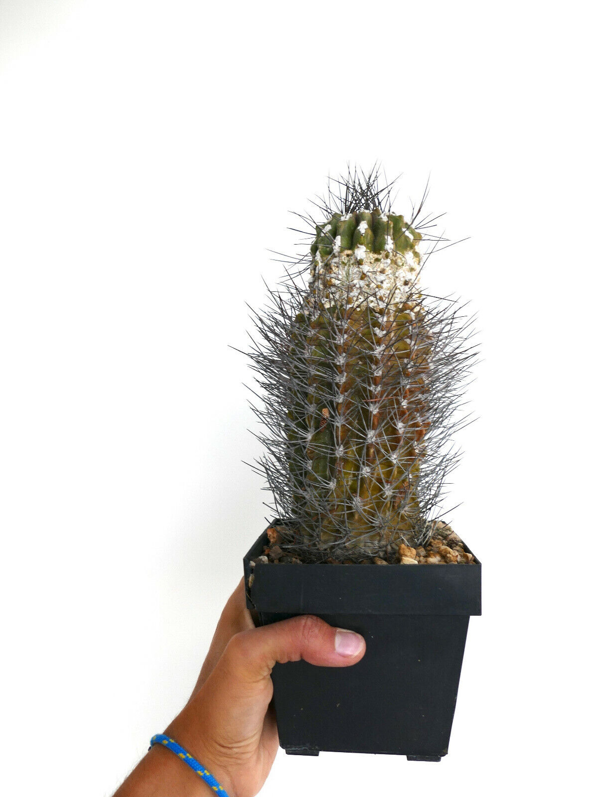 Pyrrhocactus neoankeana var. elongata AD3