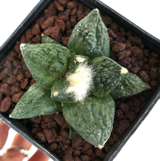 Ariocarpus fissuratus GODZILLA x retusus CAULIFLOWER M4