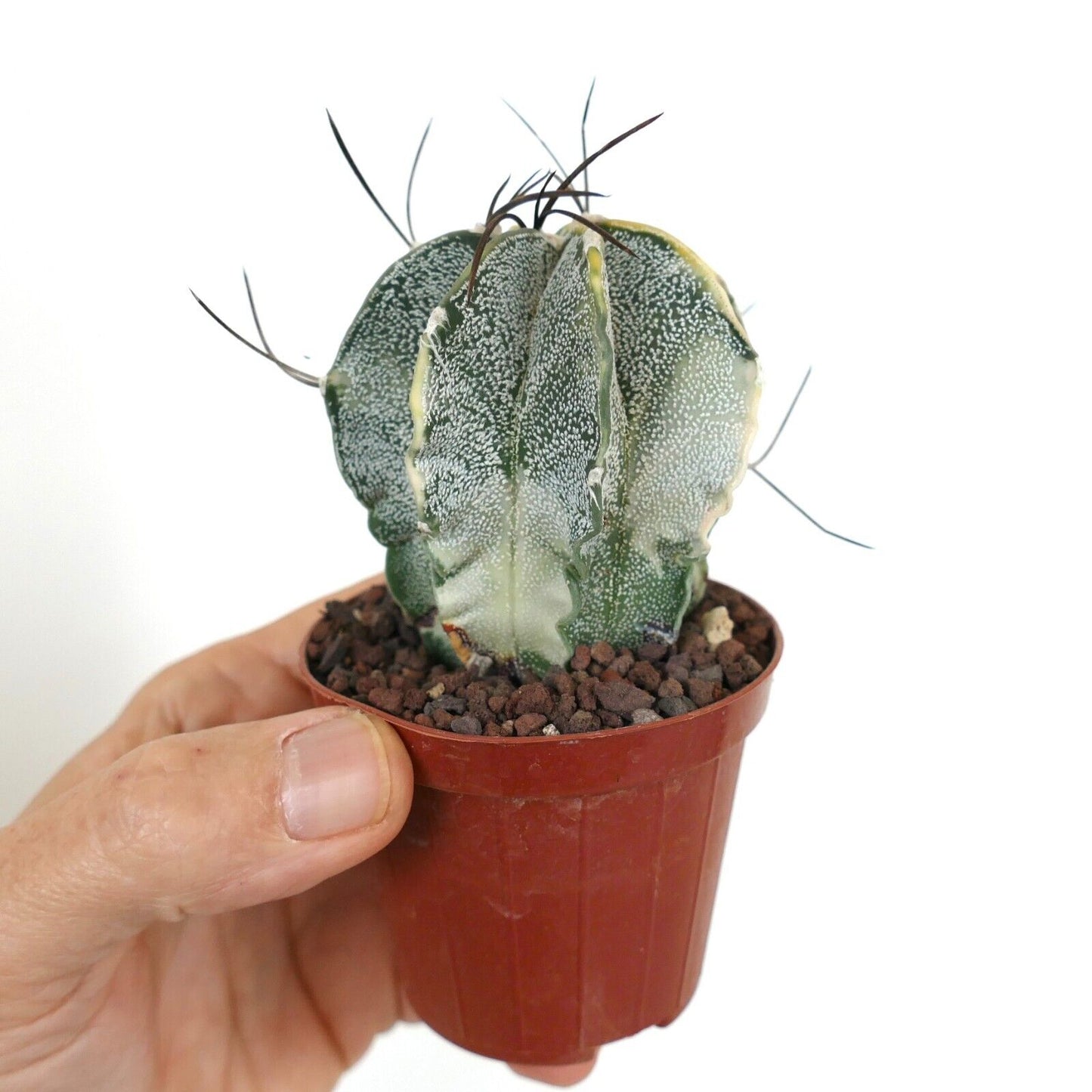 Astrophytum capricorne crassispinum YELLOW WHITE VARIEGATED TL4