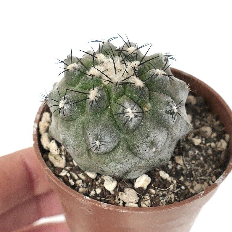 Copiapoa cinerea X Copiapoa hypogaea 75B