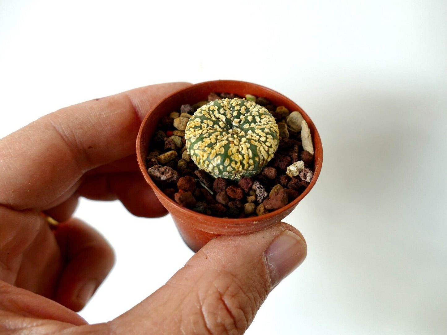 Astrophytum SUPERKABUTO GOLDEN PLZ9