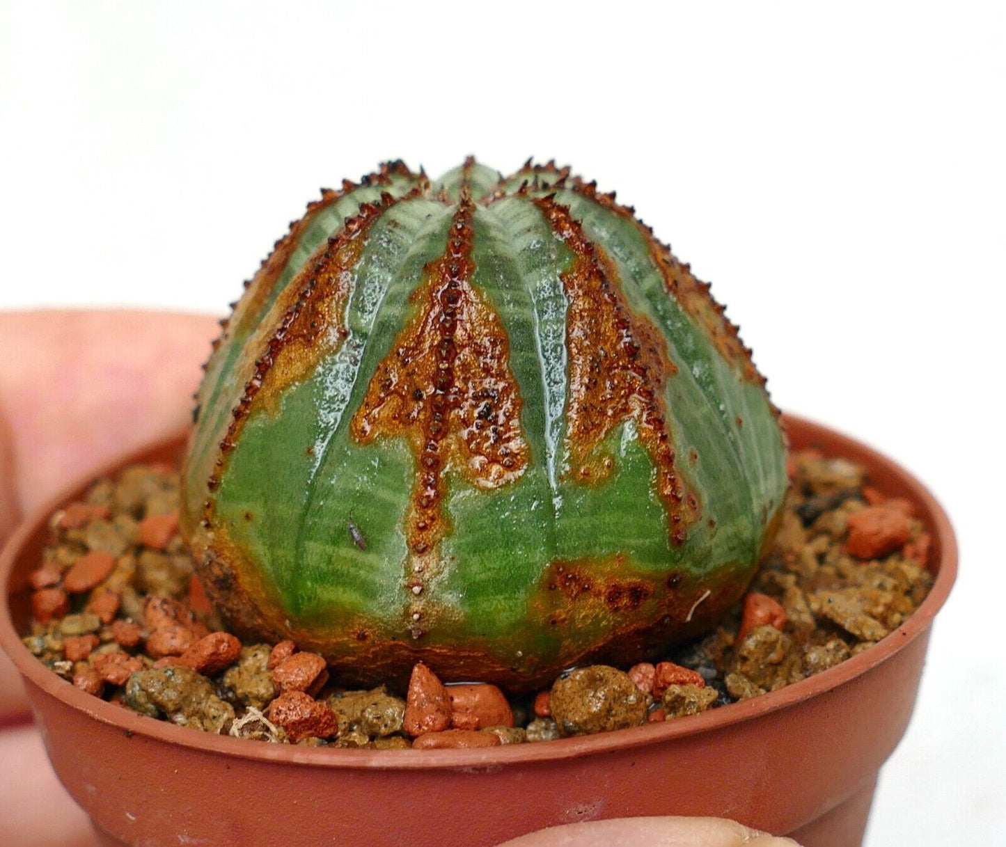 Euporbia obesa BROWN ARROW 6003