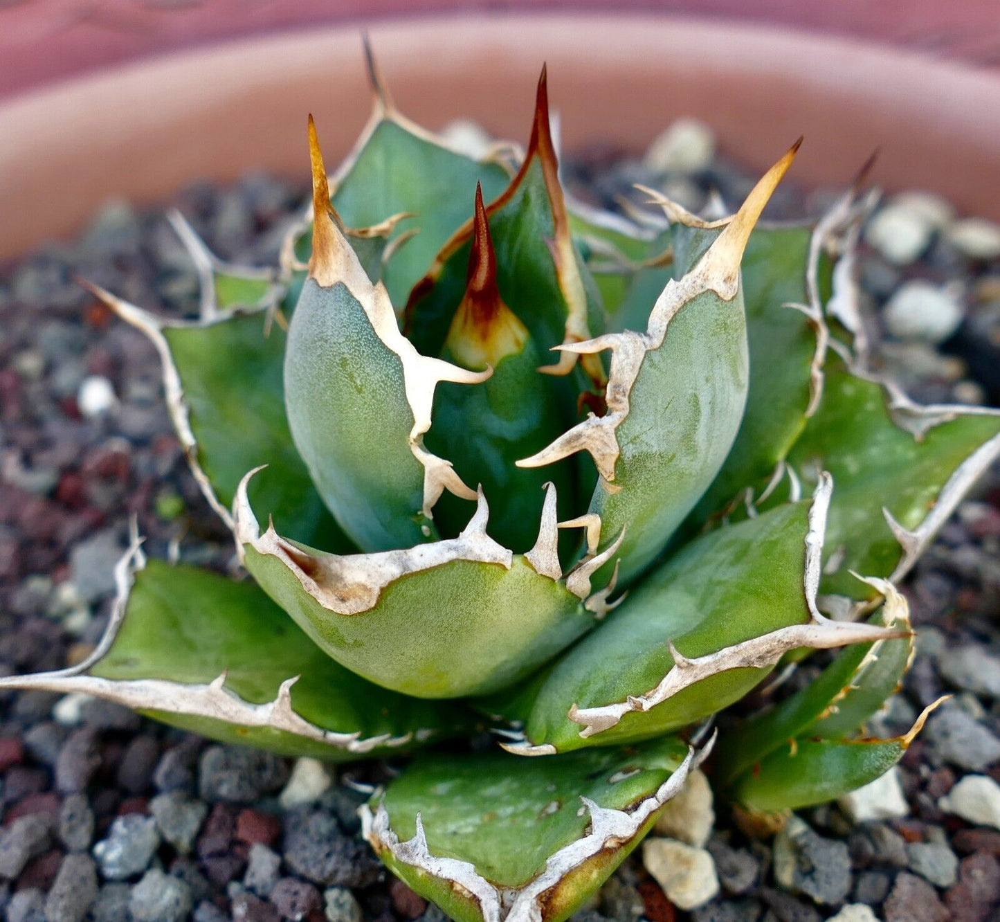 Agave titanota COMPACT & WILD STRONG SPINES 1010