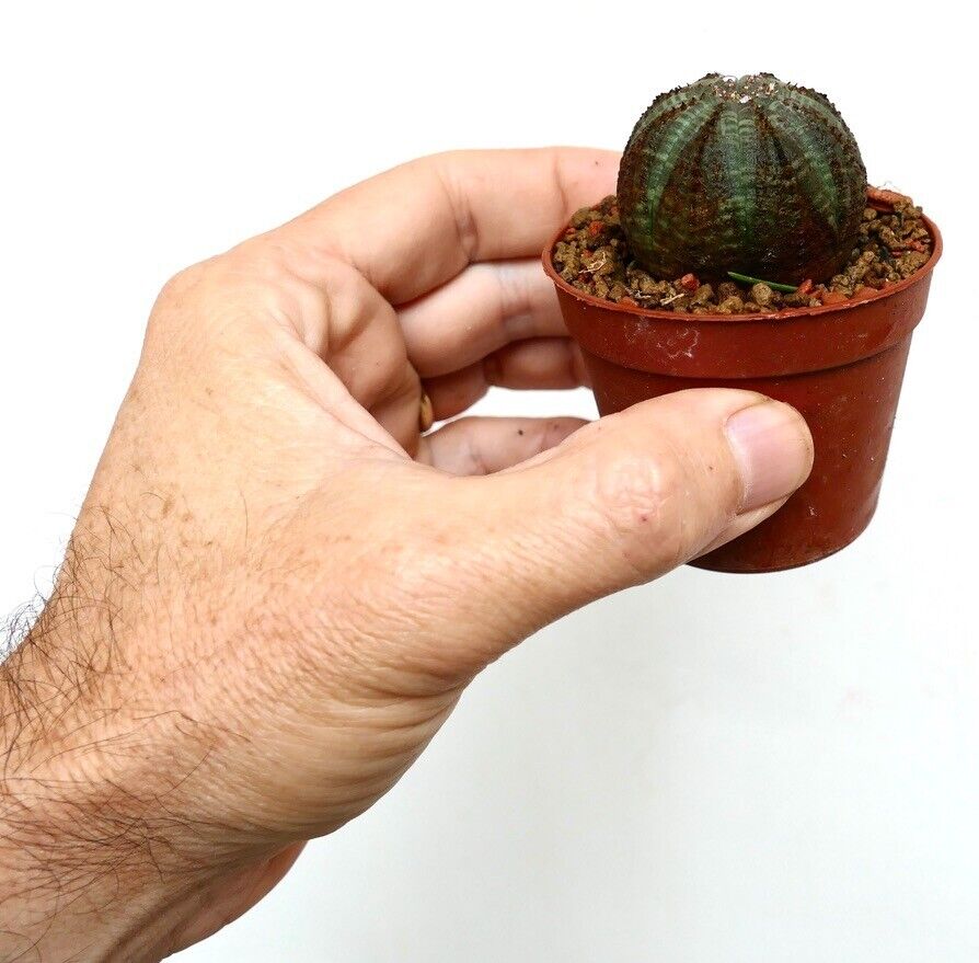 Euphorbia obesa 30KK