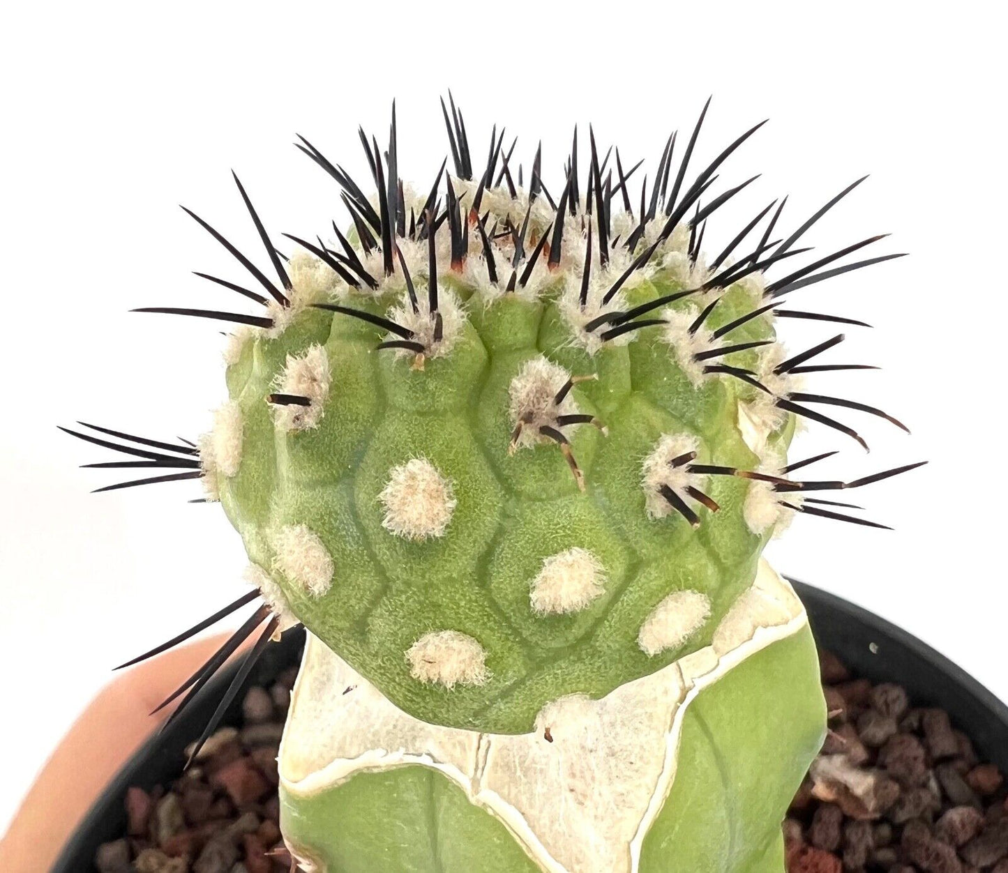 Copiapoa cinerea X serpentisulacata C3B