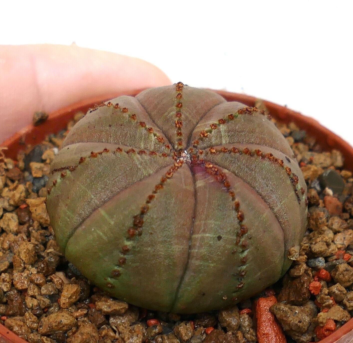 Euphorbia obesa BROWN L91