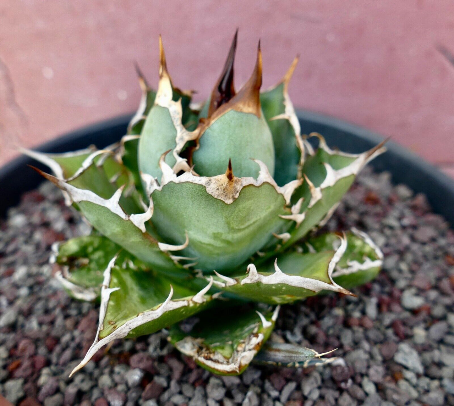 Agave titanota clone PANCOTTI 10B