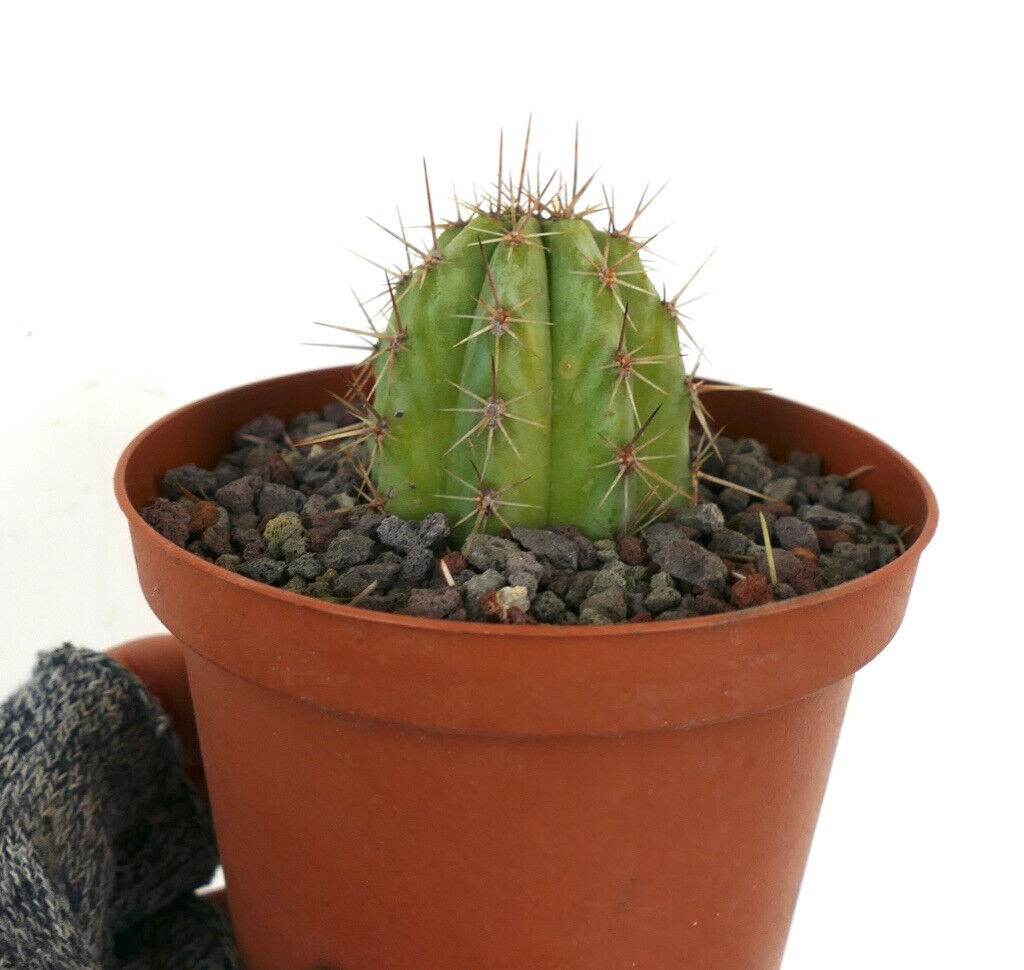 Cereus sp. south of Zipolite 33L