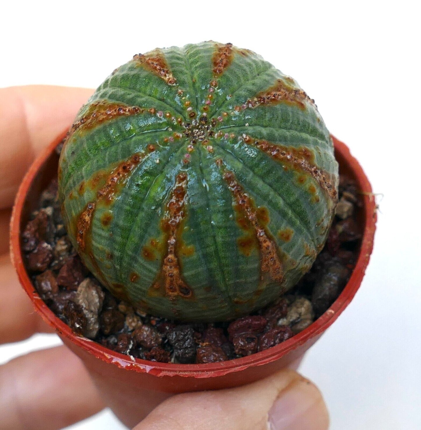 Euphorbia obesa SELECTED PATTERNS 5KP