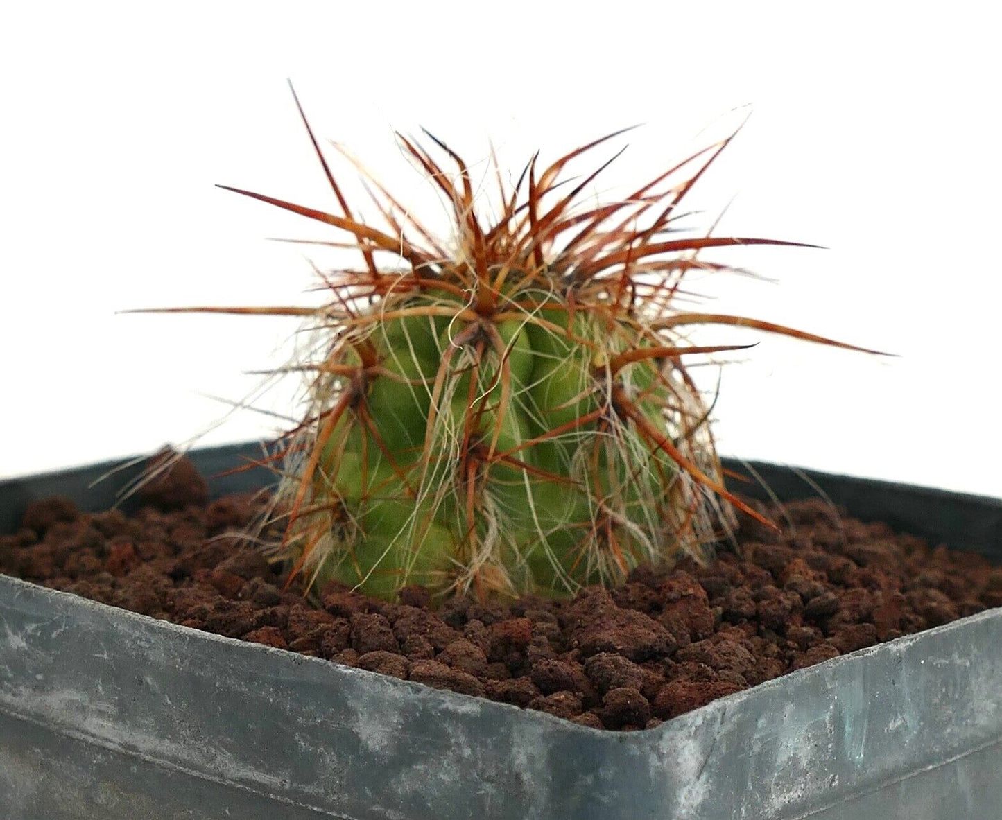 Oreocereus celsianus var. boliviensis (brown spines) AG4