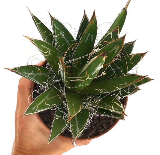 Agave schidigera COMACT FORM KZ9