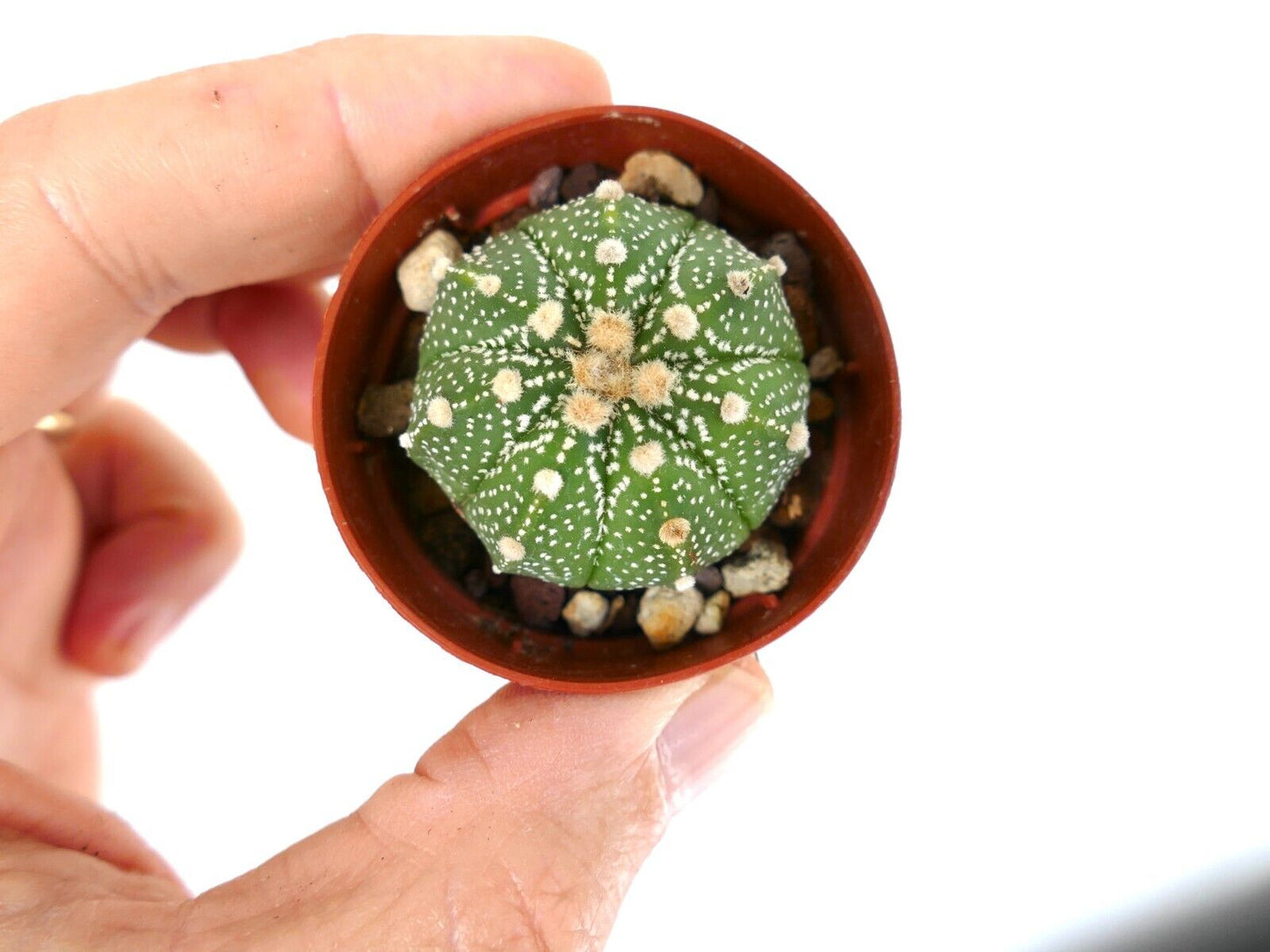 Astrophytum asterias cv OIBBO X asterias multipunctatum C3424