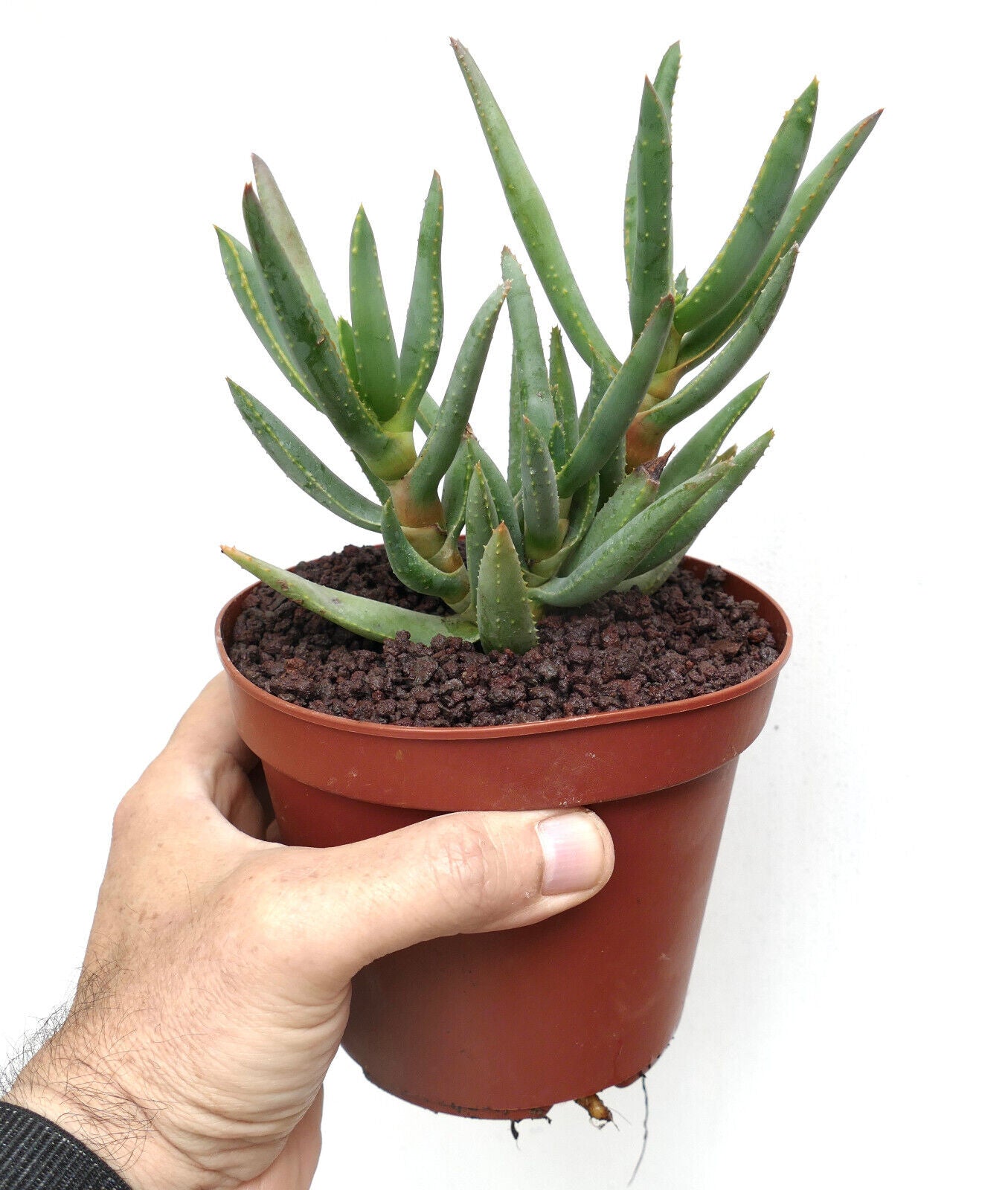 Aloidendron dichotomum (syn. Aloe dichotoma) B90