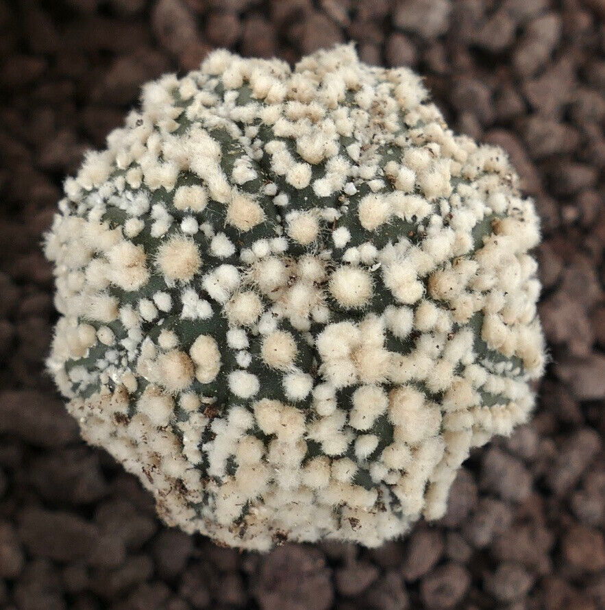 Astrophytum asterias cv HANAZONO SUPER STAR SHAPE 991