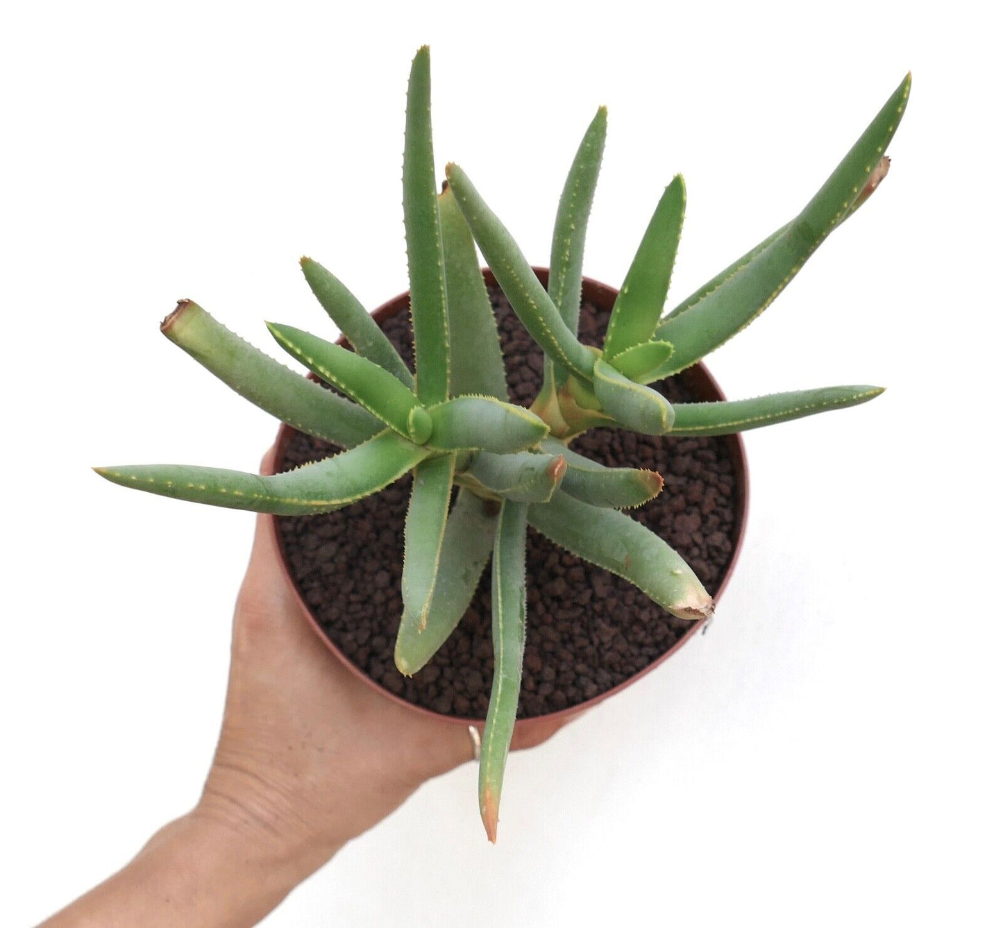 Aloidendron dichotomum (syn. Aloe dichotoma) BF5