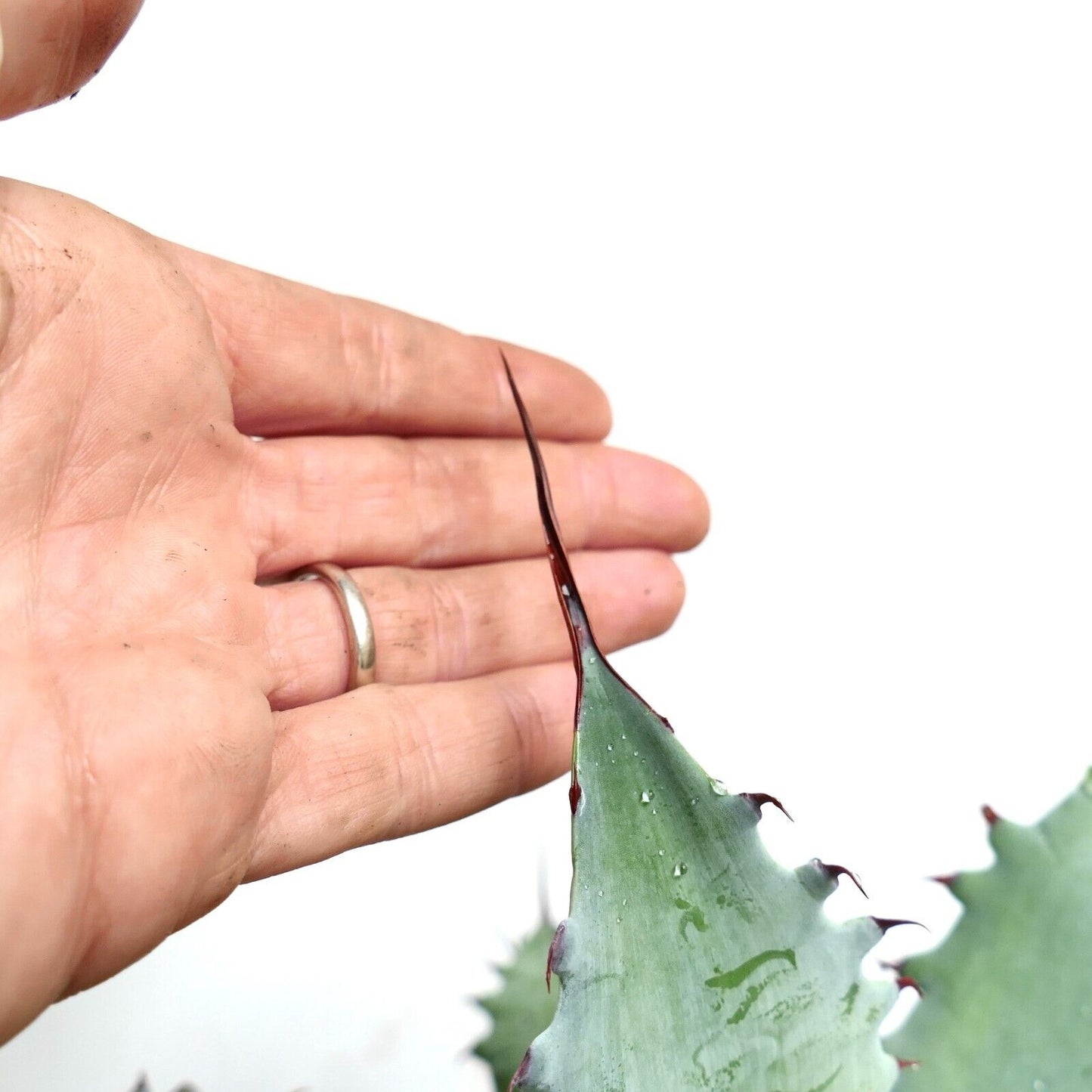 Agave verschaffeltii X Agave utahensis GREY (by Corsi) LONG FINAL SPINES 400Y