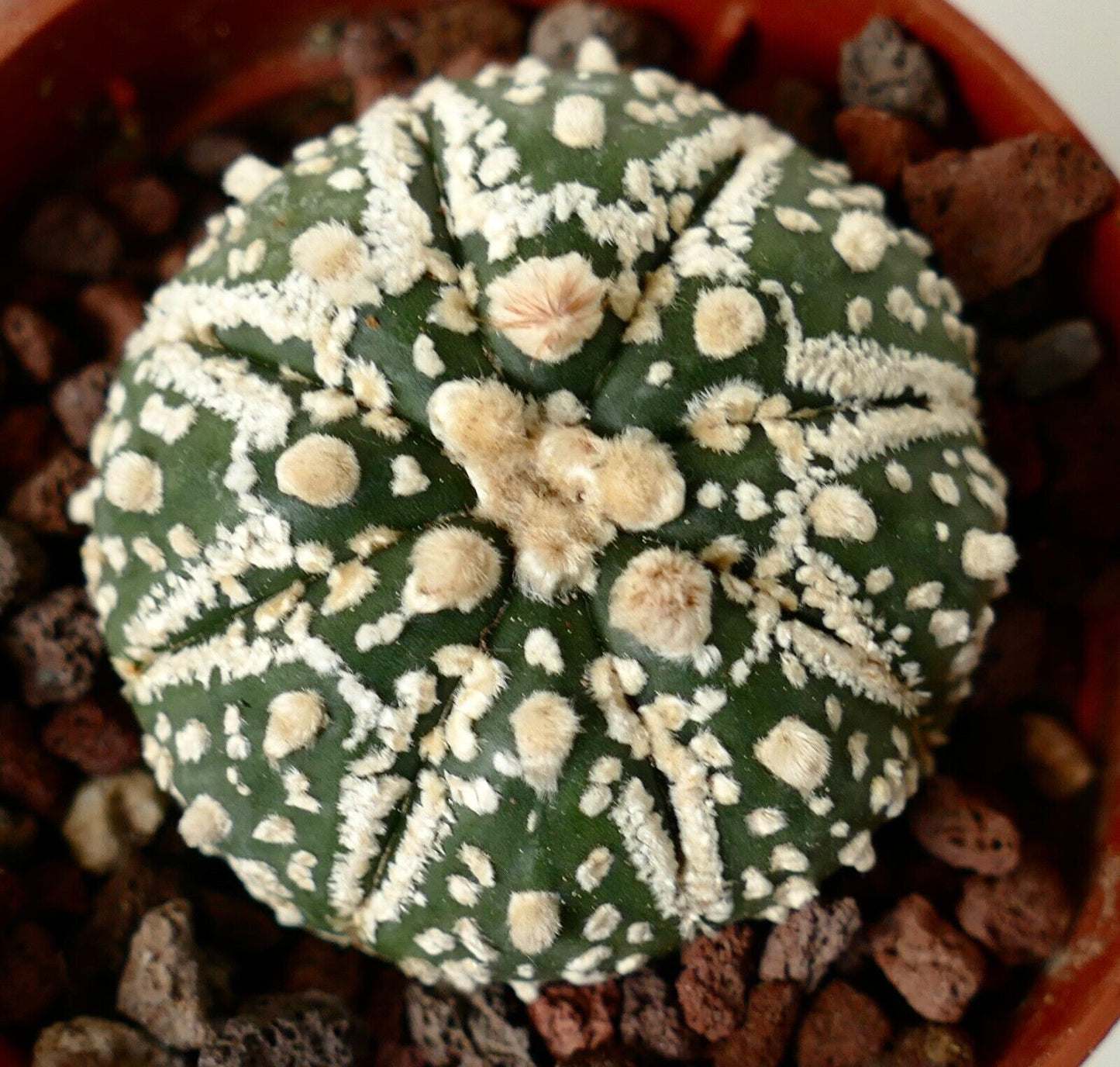 Astrophytum cv HANAZONO x SUPERKABUTO CC1