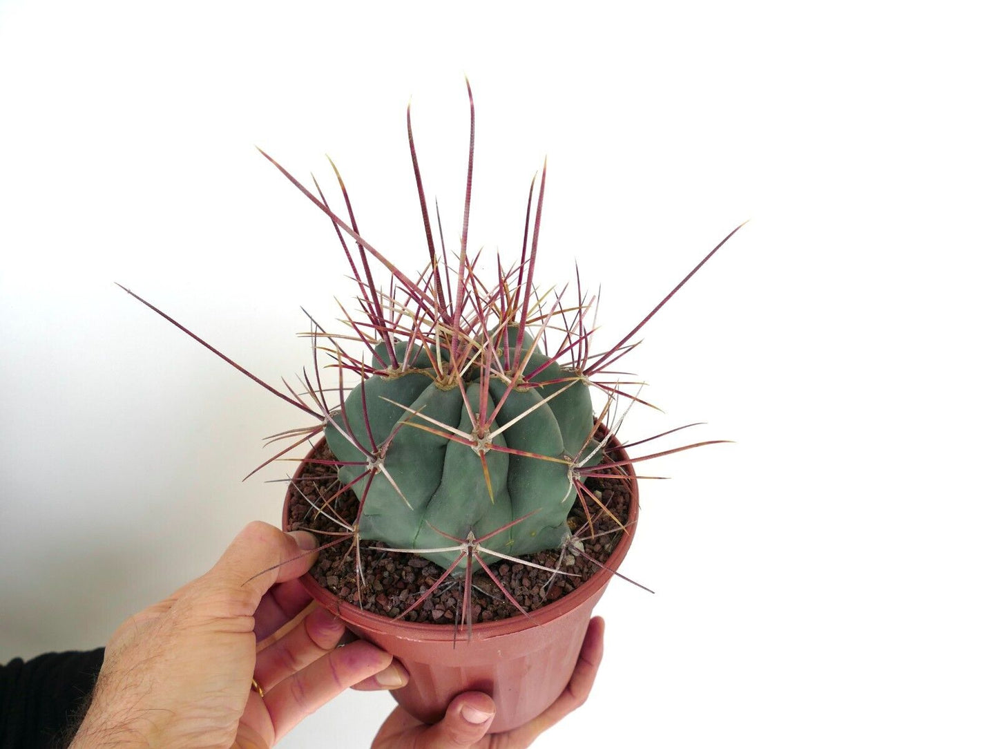 Ferocactus rectispinus 28A