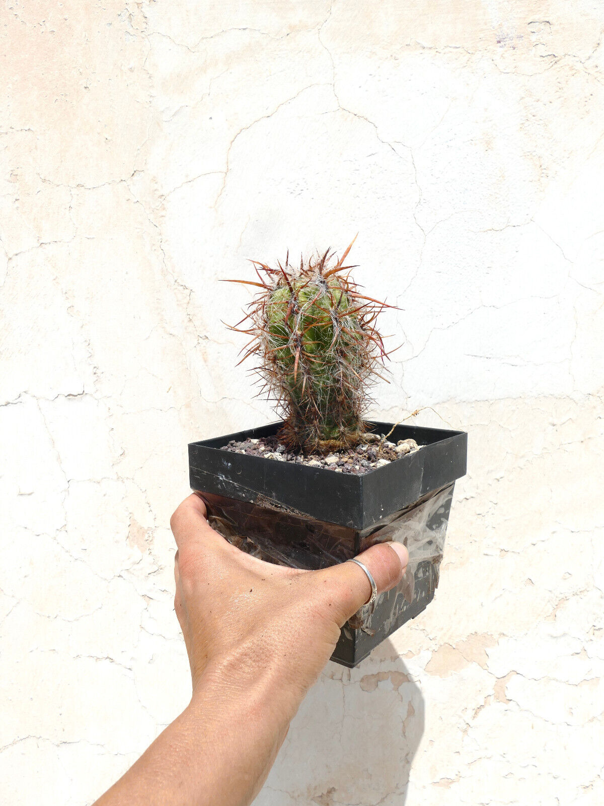 Oreocereus celsianus var. boliviensis SUPER BROWN SPINES HW