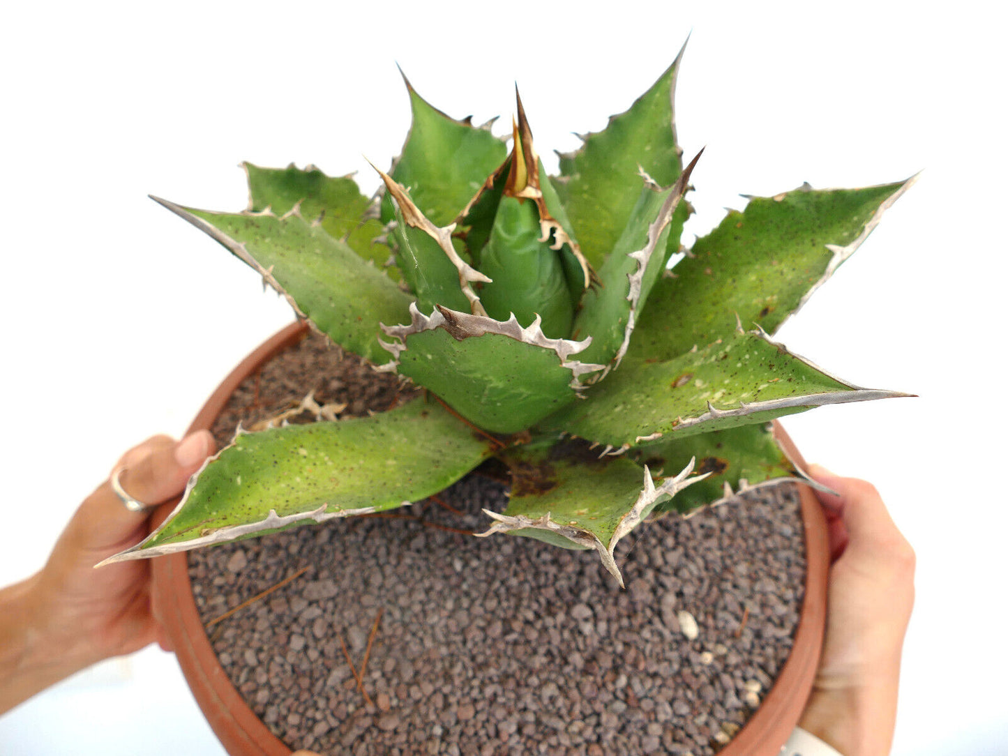 Agave titanota clone BACHER (ex Germany) with long final spines AG2