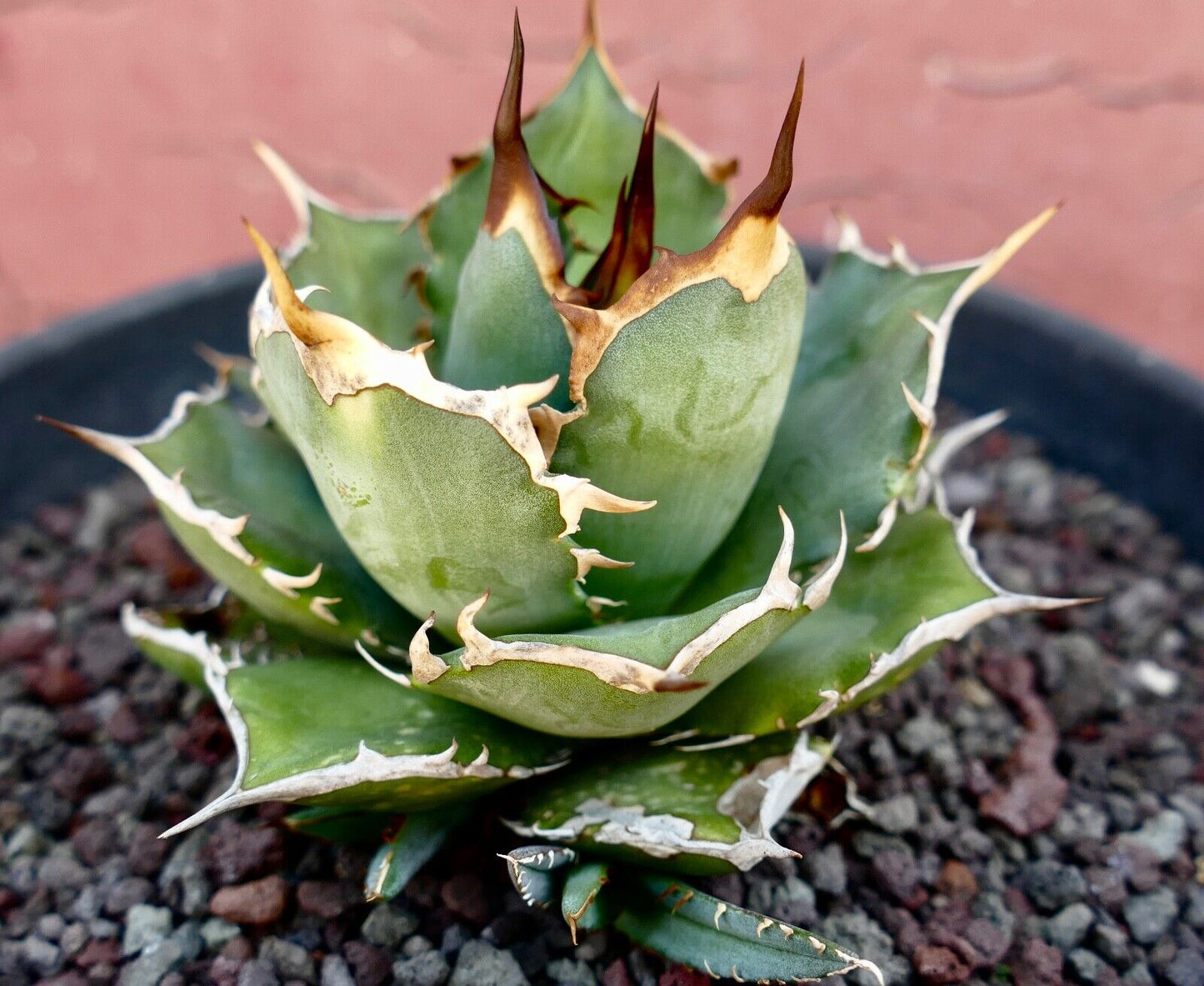 Agave titanota CT81