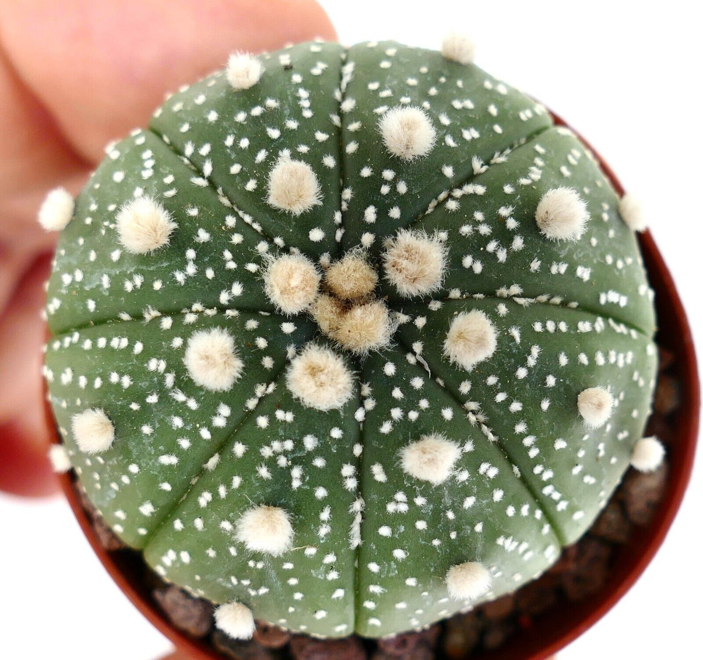 Astrophytum asterias (TAMAULIPAS, Mexico) C396