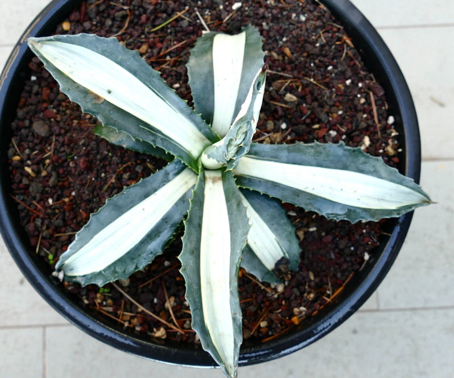 Agave americana alba MEDIOPICTA WHITE variegated VU6