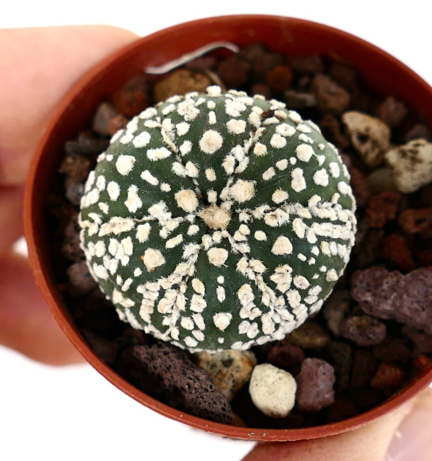 Astrophytum cv SUPERKABUTO Z0