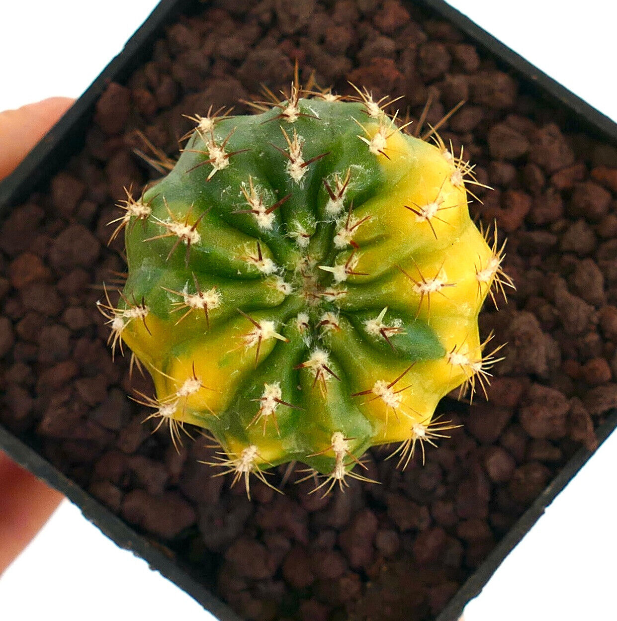 Matucana polzii VARIEGATED PP5