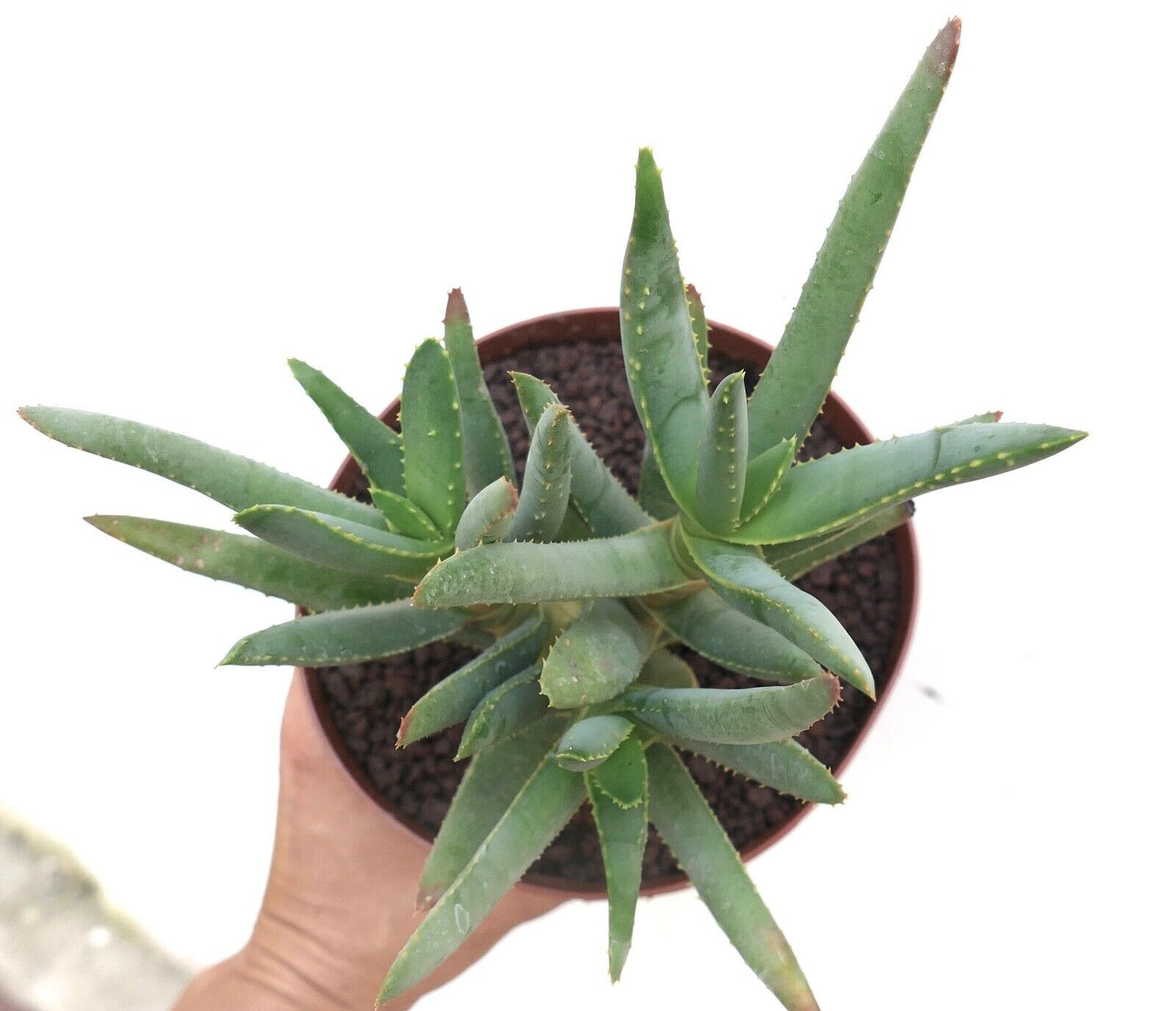 Aloidendron dichotomum (syn. Aloe dichotoma) PE14