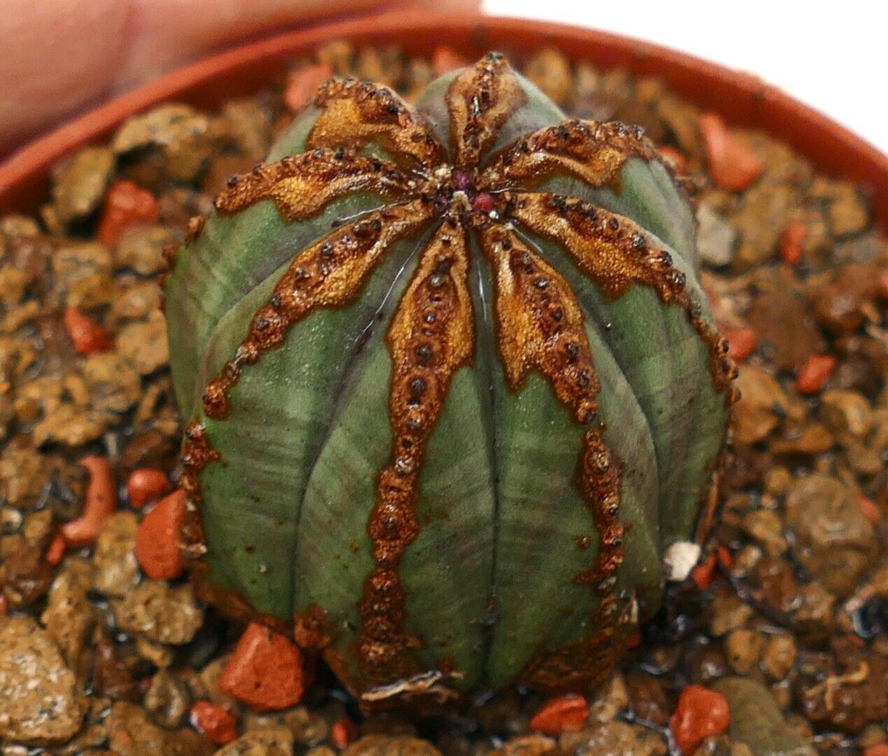Euphorbia obesa SUPER BROWN PATTERNS 33LJ