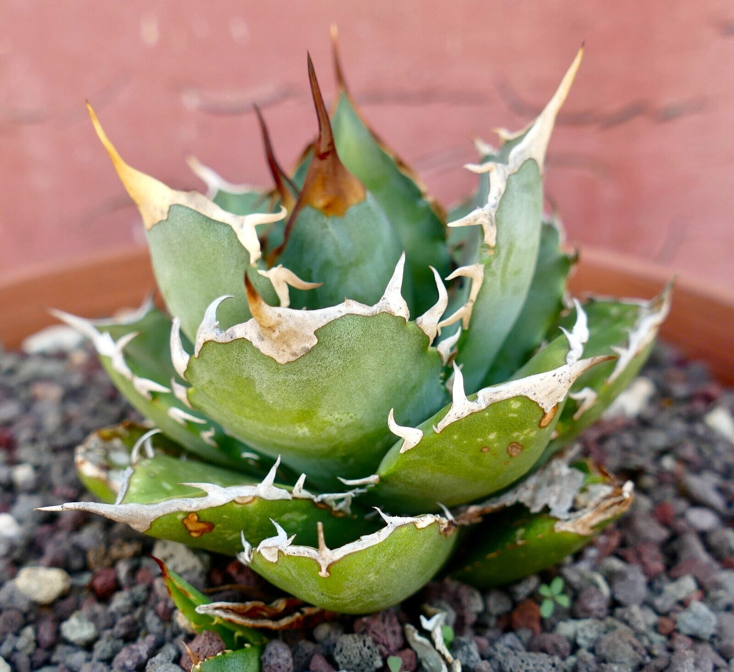 Agave titanota 3729