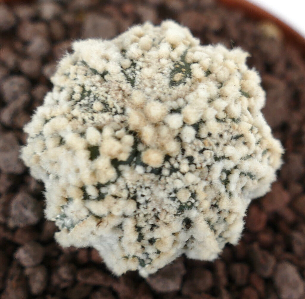 Astrophytum asterias cv HANAZONO SUPER STAR SHAPE WH7