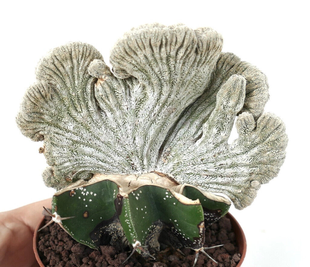 Astrophytum coahuilense THIN FORM CRESTED I7LM