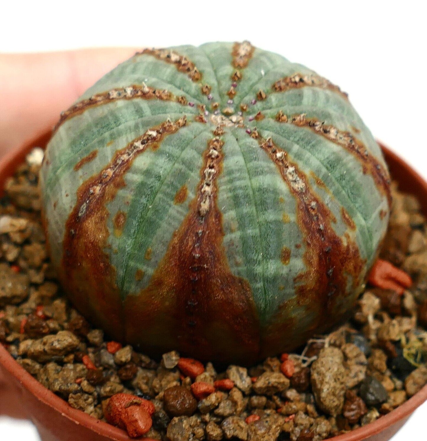 Euphorbia obesa BROWN LINES & ARROWS V71